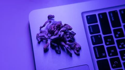 Biohacking and brain development with magic mushrooms.Strains of psilocybin m 스톡 사진