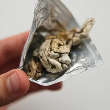 Biohacking and brain development with magic mushrooms.Strains of psilocybin m Foto stock