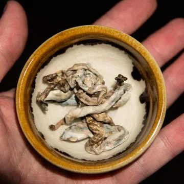 Biohacking and brain development with magic mushrooms. Strains of psilocybin  Foto stock