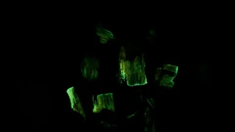 Bioliuminescent Oak Stock Footage 99824796