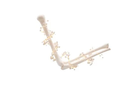 Biological anatomy of the skeleton and bone health, 3d rendering. Stock Illustration