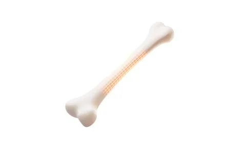 Biological anatomy of the skeleton and bone health, 3d rendering. Stock Illustration