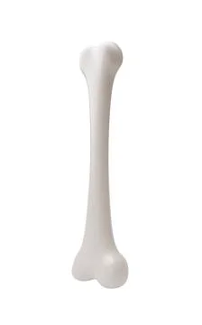 Biological anatomy of the skeleton and bone health, 3d rendering. Illustrazione stock