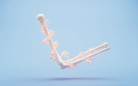 Biological anatomy of the skeleton and bone health, 3d rendering. Stock Illustration