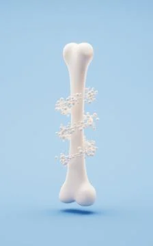Biological anatomy of the skeleton and bone health, 3d rendering. Stock Illustration