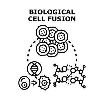Biological cell fusion process vector concept Stock Illustration