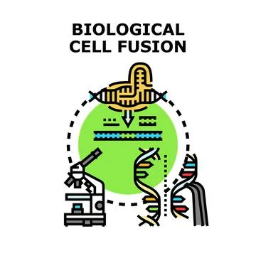 Biological cell fusion process vector concept Stock Illustration