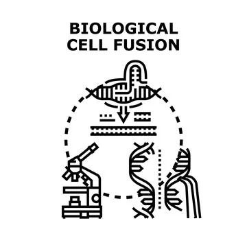 Biological cell fusion process vector concept Stock Illustration