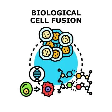 Biological cell fusion process vector concept Stock Illustration