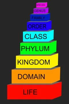 Biological classification's 스톡 일러스트