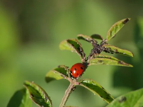 Biological control Stock Photos