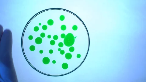 Biological experiment. Drop green liquid in Petri dish Stock Footage 88612429