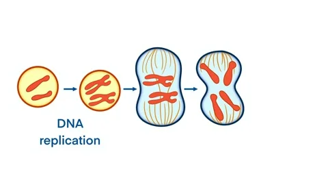 Biological mitosis cell division process from DNA replication Stock Footage 332791316