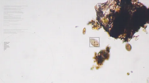 Biological research under a microscope of plant cells and unicellular primiti Stock Footage 107724269