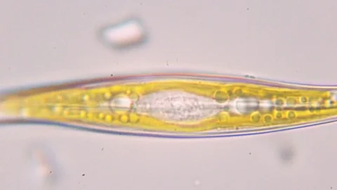 Biological research under a microscope of plant cells and unicellular primiti Stock Footage 107724482