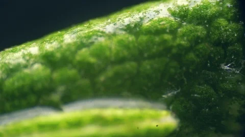 Biological study study of plants under the microscope Video stock 107724489