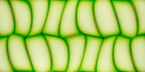 Biological tones light green and dark green wavy abstract background. Stock Photos