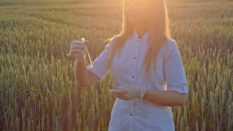 The biologist collects samples of wheat in the field against the background of 動画素材 92545604
