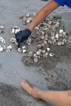 Biologist counting turtle eggs on the beach after hatching Stock Photos