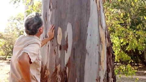 Biologist examine the bark of a Eucalyptus tree Video stock 136386821