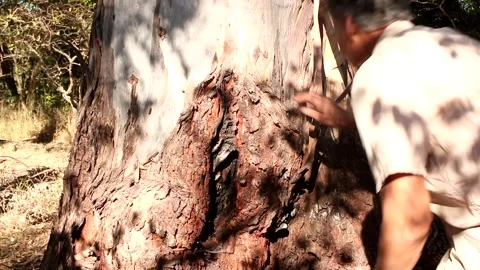 Biologist examine the bark of a Eucalyptus tree Video stock 136386861