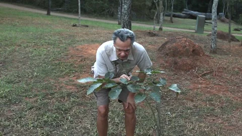 Biologist examine mildew on tree leaves Video stock 135828878