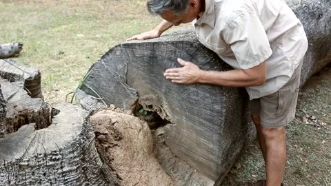 Biologist examine Rings on a Tree Stock Footage 135828984