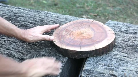 Biologist examine Rings on a Tree Stock Footage 135932974
