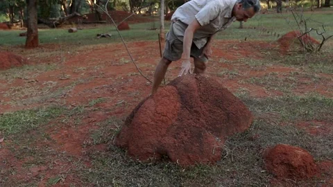 Biologist examine a Termite Mound Stock Footage 135828521