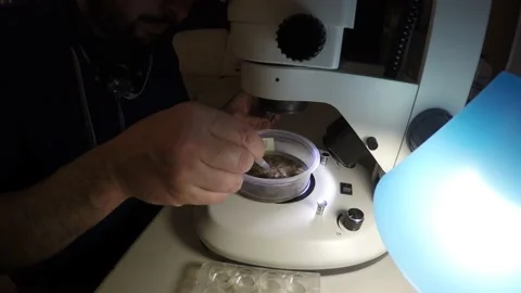 Biologist examining insect samples at night Video stock 150273222