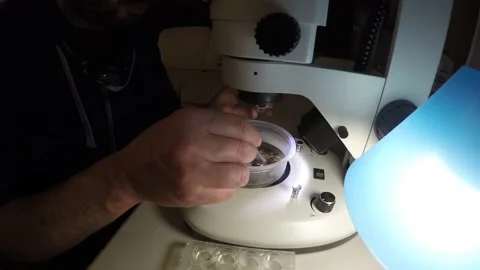 Biologist examining insect samples at night Video stock 150273224