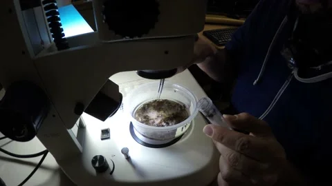 Biologist examining insect samples at night Video stock 150273246