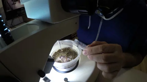 Biologist examining insect samples at night Video stock 150273283