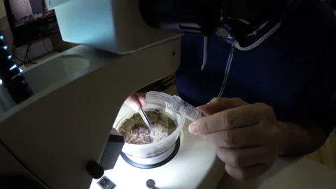 Biologist examining insect samples at night Video stock 150273339