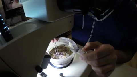 Biologist examining insect samples at night Video stock 150273354