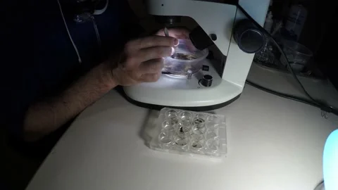 Biologist examining insect samples at night Video stock 150273391