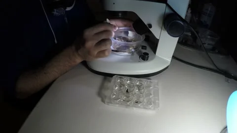 Biologist examining insect samples at night Video stock 150273411