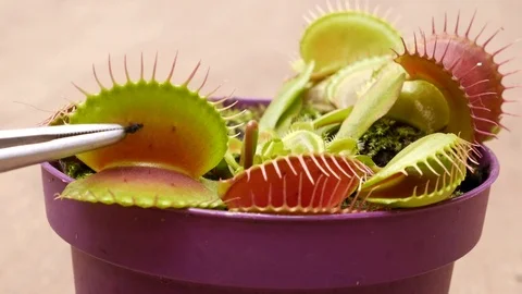 Biologist feeds venus flytrap with tweezers Stock Footage 107137874