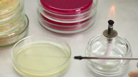 Biologist inoculates sterile agar by loop Stock Footage 60239497