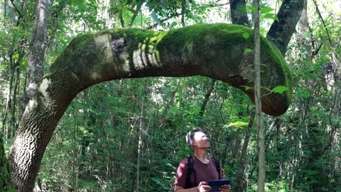 Biologist inspecting the crooked tree trunk of the Anigic Tree Stock Footage 267160338