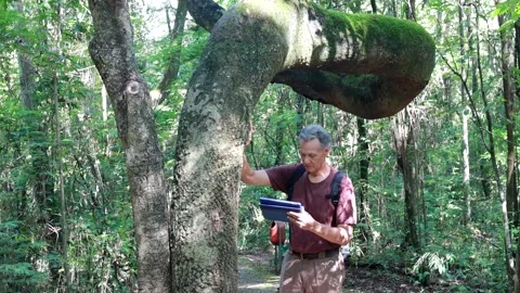 Biologist inspecting the crooked tree trunk of the Anigic Tree Stock Footage 267160482