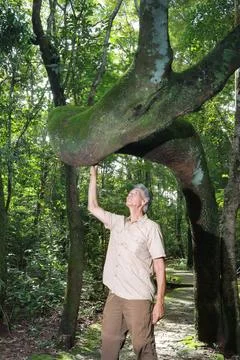 Biologist inspecting the crooked tree trunk of the Anigic Tree Stock Photos