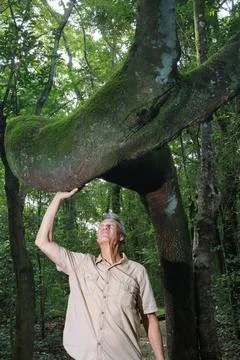 Biologist inspecting the crooked tree trunk of the Anigic Tree 스톡 사진