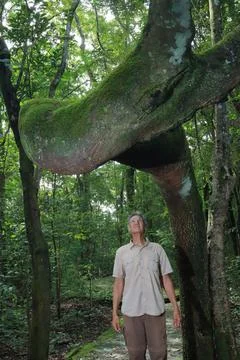 Biologist inspecting the crooked tree trunk of the Anigic Tree Stock Photos