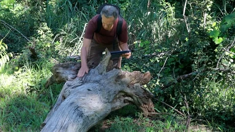 Biologist inspecting a fallen tree trunk Stock Footage 267161540