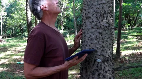 Biologist inspecting the thorns on the the Anigic Tree Stock Footage 267158900