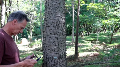 Biologist inspecting the thorns on the the Anigic Tree Stock Footage 267158972