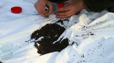 Biologist looking for bugs in the leaf litter Stock Footage
