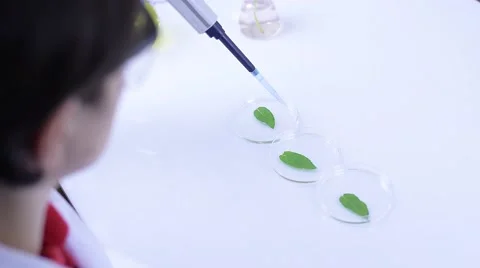 Biologist make experiment on genetic modify green plant leafs laboratory  Stock Footage