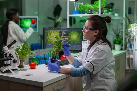 Biologist scientific doctor examining green sapling Stock Photos